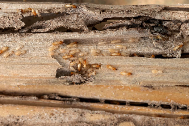Lake Hopatcong, NJ Pest Control Company